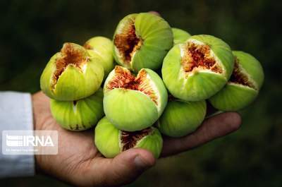 نهمین رویداد مرغوب‌ترین انجیر ایران