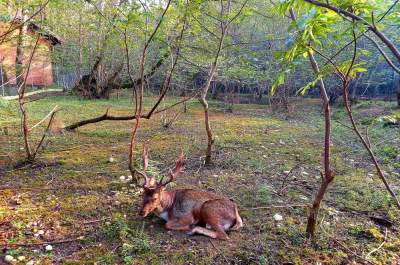 اقامت در جوار گوزن‌ها  
